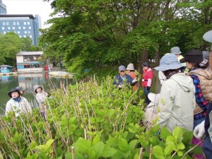 アジサイ　菖蒲池